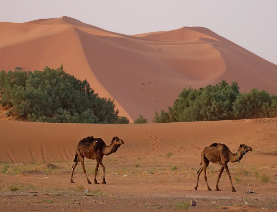 Sahara Maroc Tour